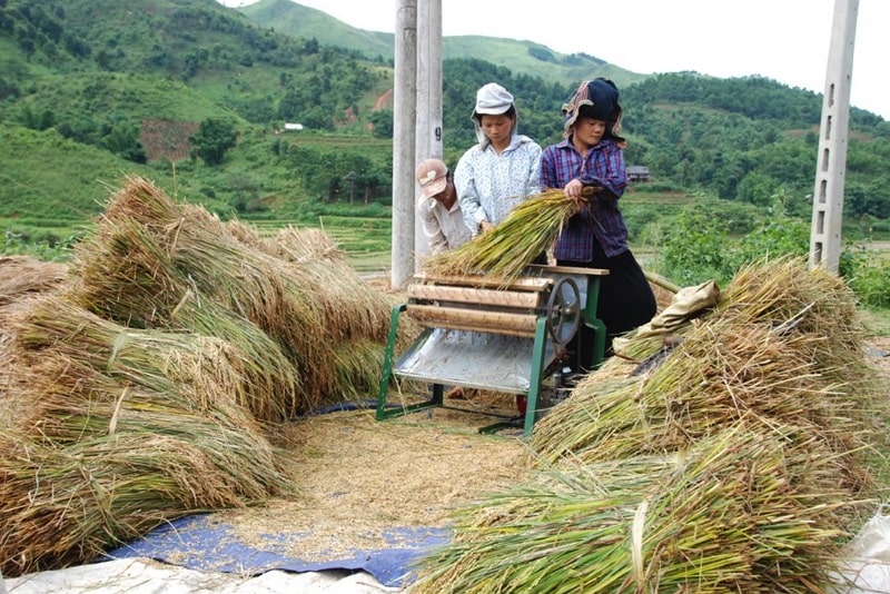 Chiêm bao thấy tuốt lúa phản ánh chủ mộng đang cố tình che giấu vấn đề gì đó