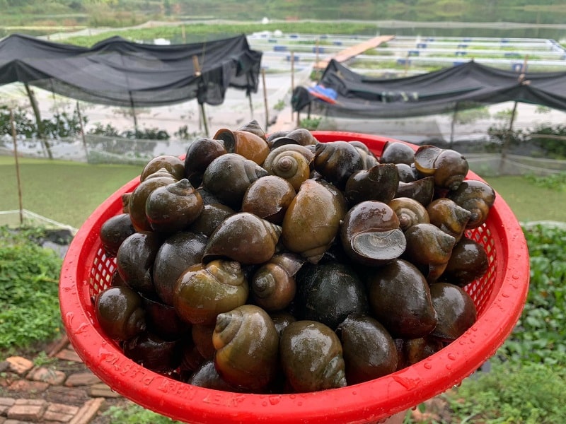 Nằm mơ thấy ốc bươu phản ánh chuyện tình cảm chủ mộng có vấn đề, cả hai thường xuyên cãi vã