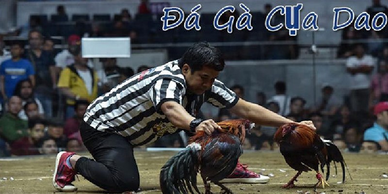 Tìm hiểu về đá gà cựa dao